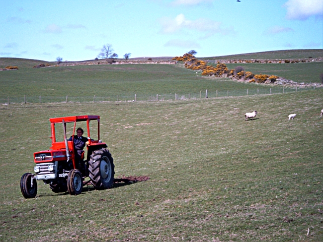 135harrowsheep3