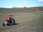 135harrowsheep3t.jpg