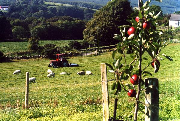 alan135apple