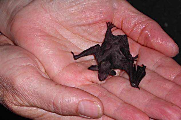 batclose2
