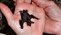 batclose2t.jpg