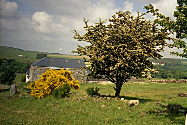 broomenyard2