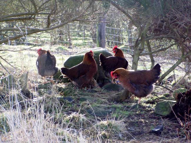 chickens