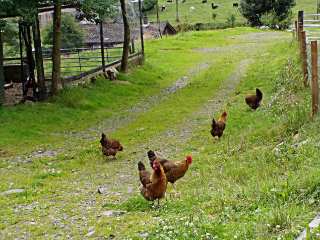 chickensindrive