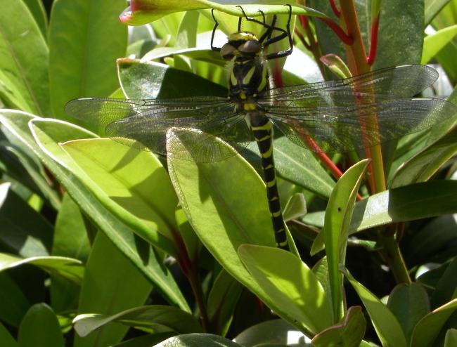 dragonfly2