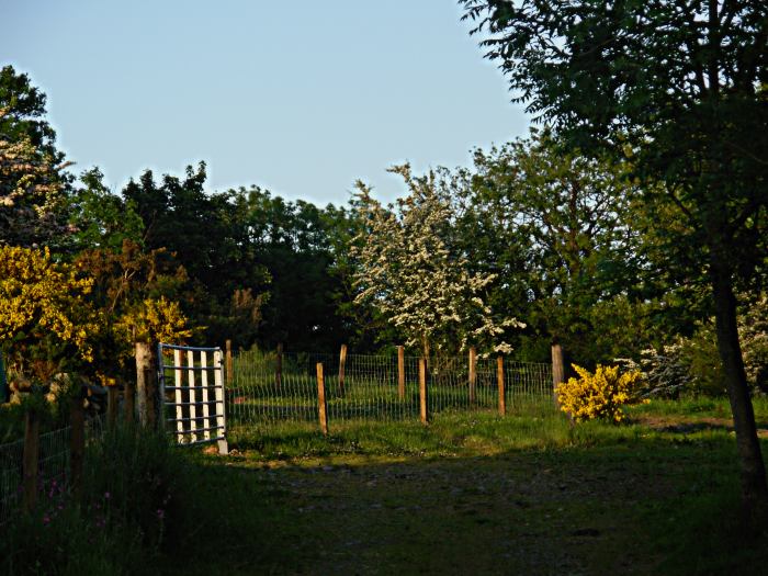 eveningbal2