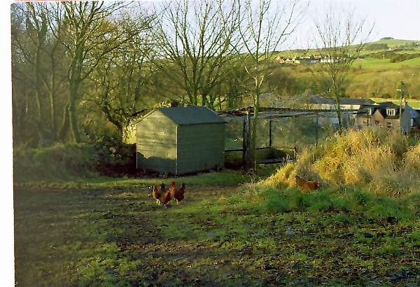 kippers