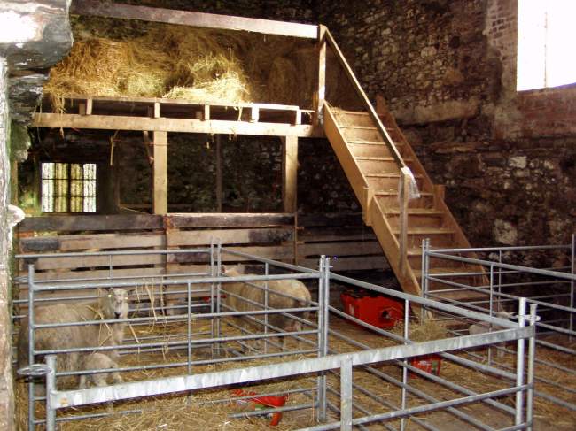 millinwisheep