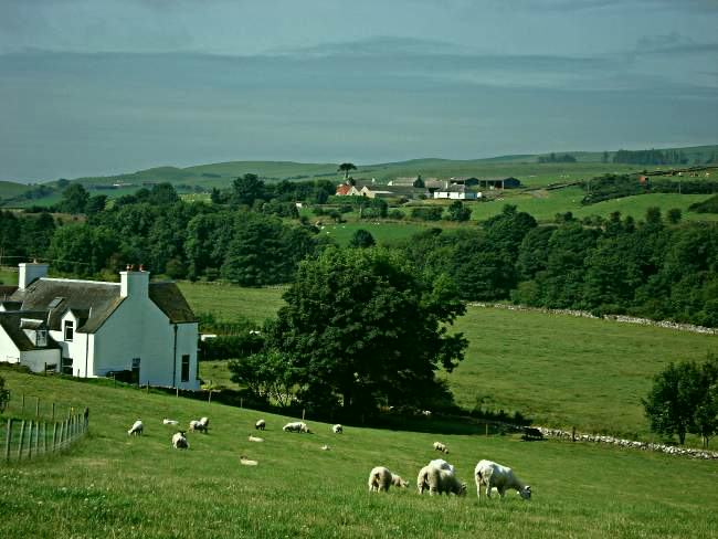 sheepfield706
