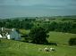 sheepfield706t.jpg