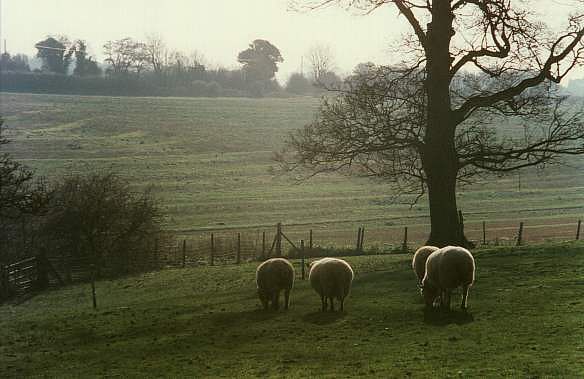autumnsheep.jpg
