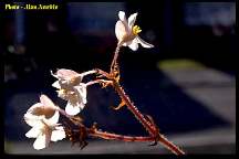 Begonia