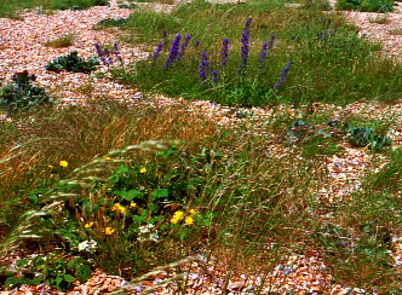 dunflowers1.jpg