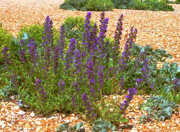 dunflowers2.jpg