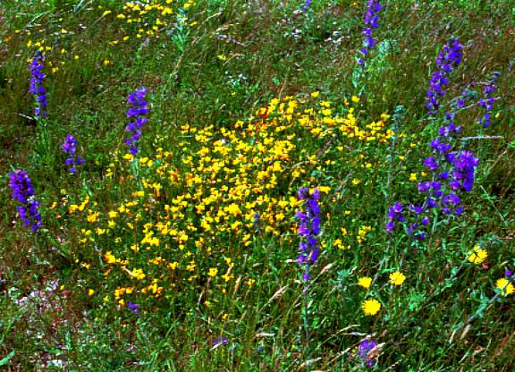 dunflowers3.jpg