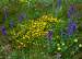 dunflowers3t.jpg