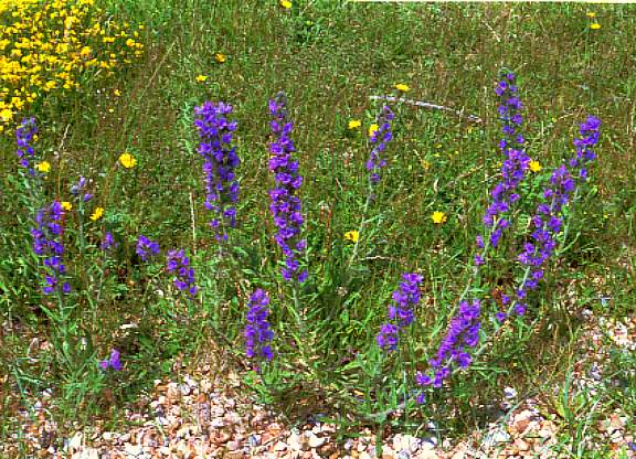 dunflowers4.jpg