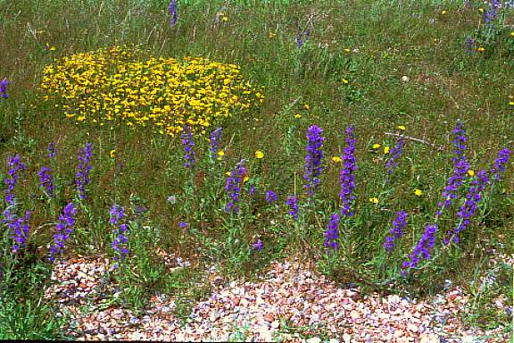 dunflowers5.jpg