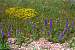 dunflowers5t.jpg