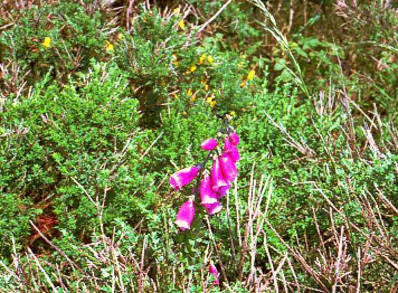 dunflowers6.jpg
