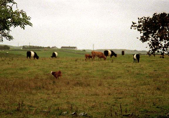 belties