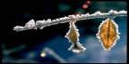 frostytwig