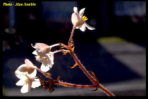 begonia2