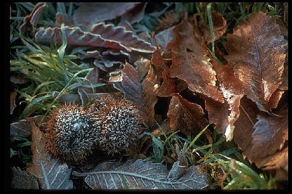 chestnuts