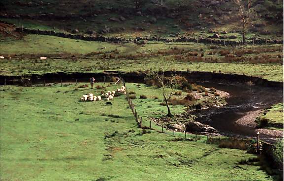 ogwenfarm